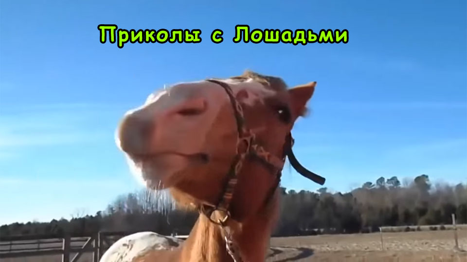 Самые свежие приколы с лошадьми, которые заставят улыбнуться каждого [HD приколы]