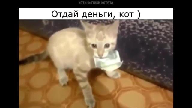 Прикольные моменты со смешными котами, которые сняли их хозяева с описанием