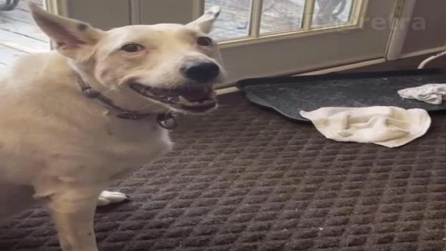 Собака, жившая с кошками, впервые увидела, как другие собаки лают и решил повторить