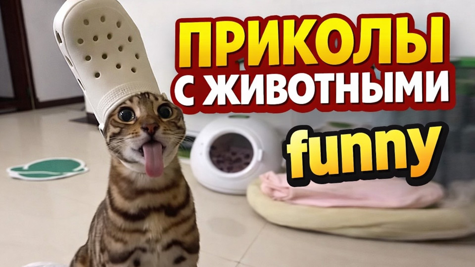Приколы с животными — свежая подборка 2026 года, снятая случайным образом!
